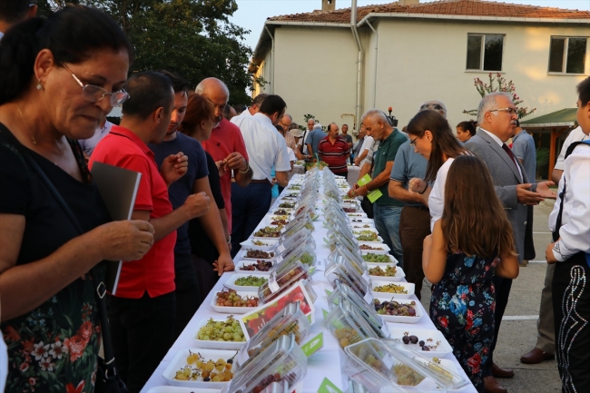 Trakya Bağ Bozumu ve Ekoloji Festivali'nde 90 çeşit üzüm sunuldu